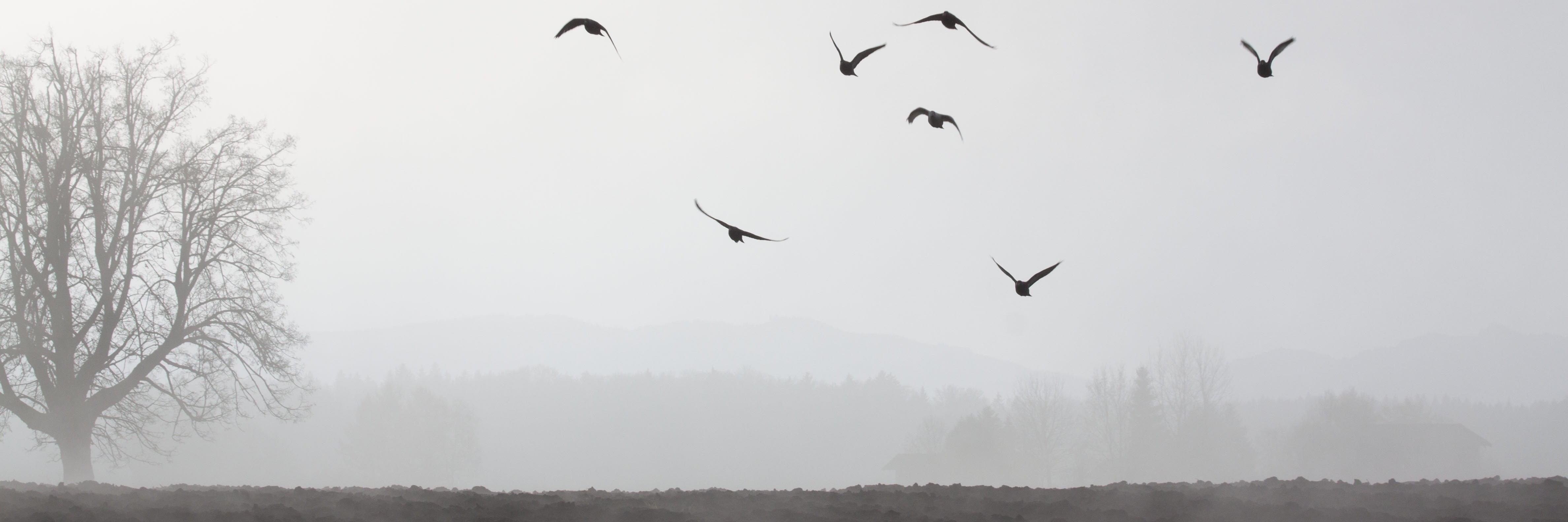 Titelbild: Aufsteigende Krähenvögel über einem vernebelten Feld mit Baum Titelbild des Monats